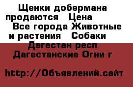 Щенки добермана  продаются › Цена ­ 45 000 - Все города Животные и растения » Собаки   . Дагестан респ.,Дагестанские Огни г.